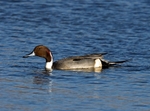 Pintail