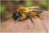 Andrena nigroaenea (f)