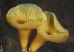 Haliclona urceolus