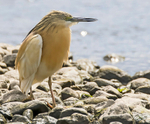 Squacco Heron.