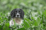 Best of Gun Dogs portfolio