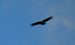 Condor!