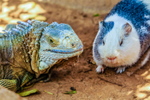 guinea pig cavia porcellus-2