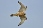 Kestrel