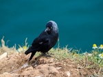 Jackdaw
