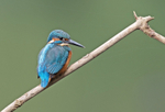 Kingfisher - Alcedo atthis