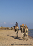 RS004: Camels