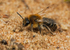 Andrena barbilabris (f)