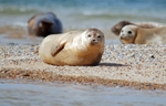 Common Seals