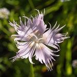 Fringed pink (Dianthus monspessulanus  also D. hyssopifolius) 