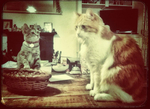 Kitten-Cat-Sitting-East-Sheen-SW14