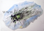 Taupo Cicada Watercolour.