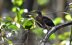 Agami Heron