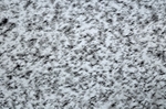 Starlings