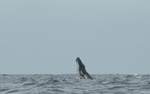 Humpback whale