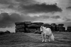 Dartmoor Pony