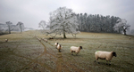 Sheep in Chatsworth Park