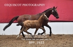 BPP_1933