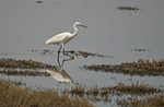 Little Egret