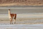 Guanaco standing still, Laguna Amarga, Torres del Paine, Chile