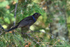 Common Grackle perched, Minnesota, USA