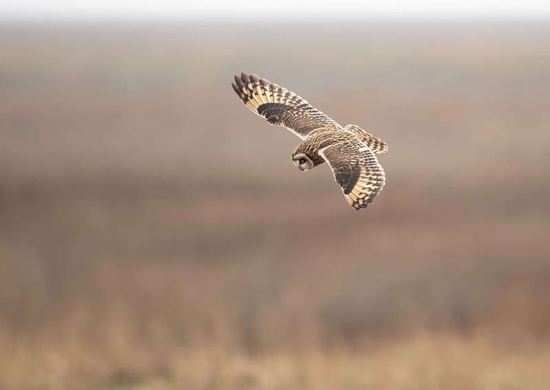 Short Eared Owl