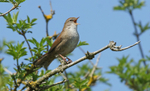Cetti's Warbler