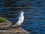 Black-headed Gull