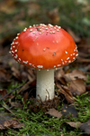 Fly Agaric
