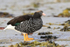 Kelp Goose (female) close view, Carcass Island, Falklands