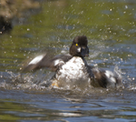 Goldeneye