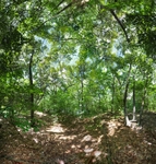 In love with you - Walden Pond (Summer)