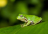 Frog on Leaf 5