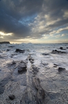 Curio Bay petrified stumps