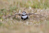 Two-banded Plover wings extended, Falklands