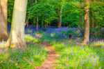 bluebell Hyacinthhoides non-scripta-8106