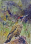 Green Woodpecker