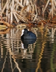 Coot