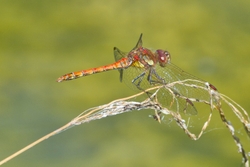 Common Darter