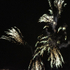 Fireworks 11