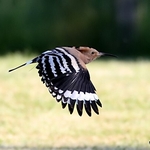 Hoopoe (Upupa epops)