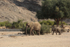 Desert Elephants: Cow and Calf