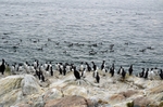 Common Guillemots