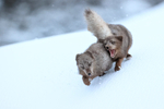 Arctic Foxes (female) fighting, Hornstrandir, Iceland