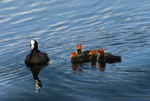 Coots - Sevenoaks Nature Reserve