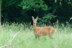 Fife_Roe Deer 0025