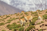 Three Vicunas, high Andes, Chile