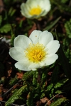 Mountain Avens 2169