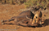 Lionness with a dead untouched buffalo