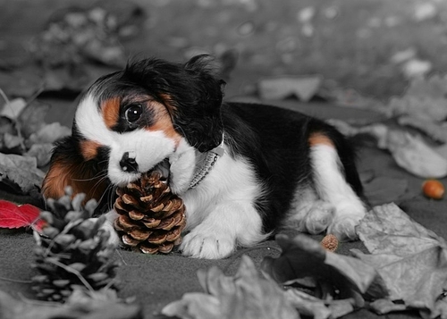 Animaux